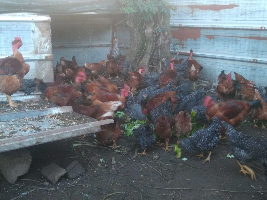 Galosl criados no campo otimos para seu natal