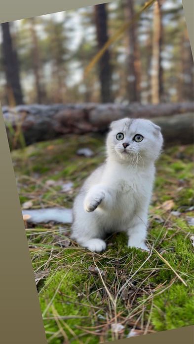 Висловуха шотландська киця шиншила срібляста срібна чистокровна