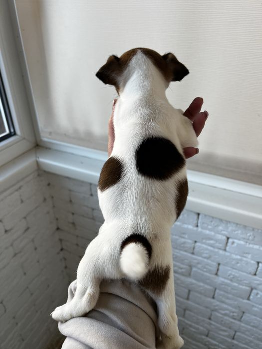 Хлопченятко джек рассел.