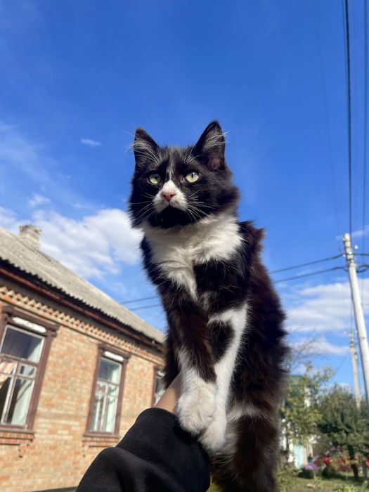 Віддам у добрі руки кошенят