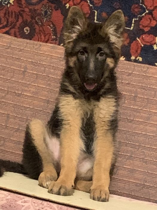 Продаются щенки  Немецкой Овчарки