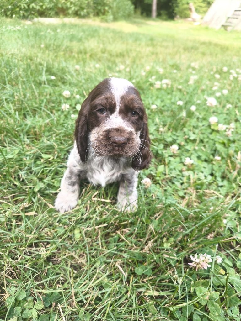 Cocker spaniel angielski samiec liver roan