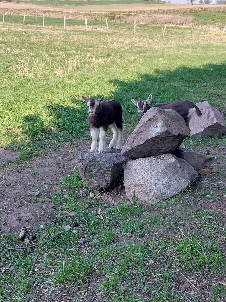 Toggenburg młode kózki