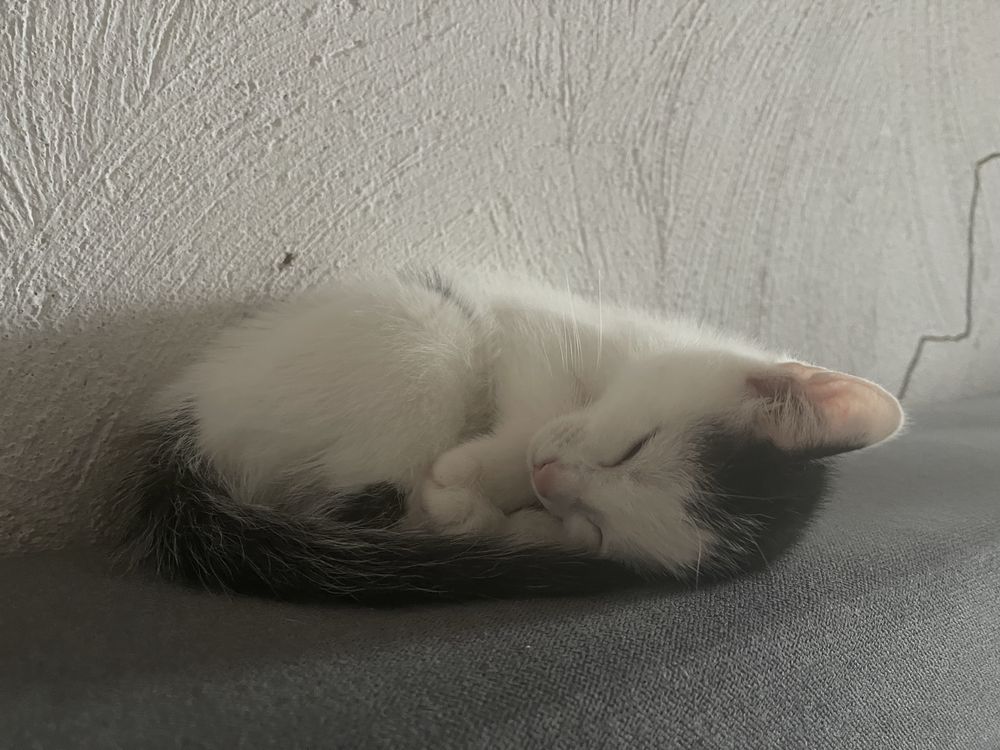 oddam 2miesieczna kotke