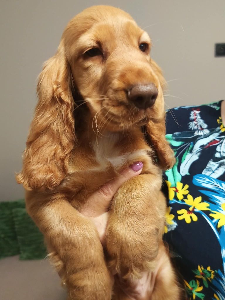 Piesek Cocker spaniel angielski