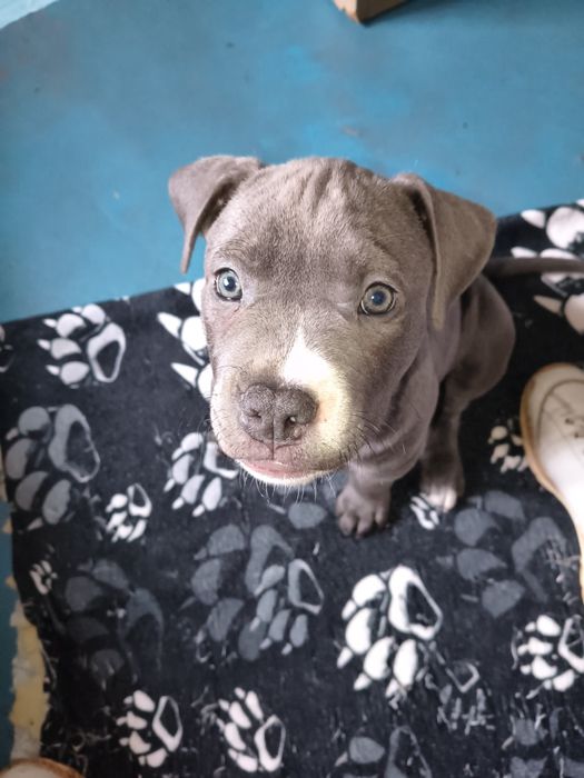 Szczenię American Pitbull Terier Blue Nose