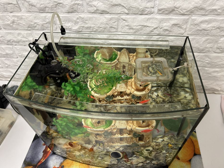 Акваріум без кришки