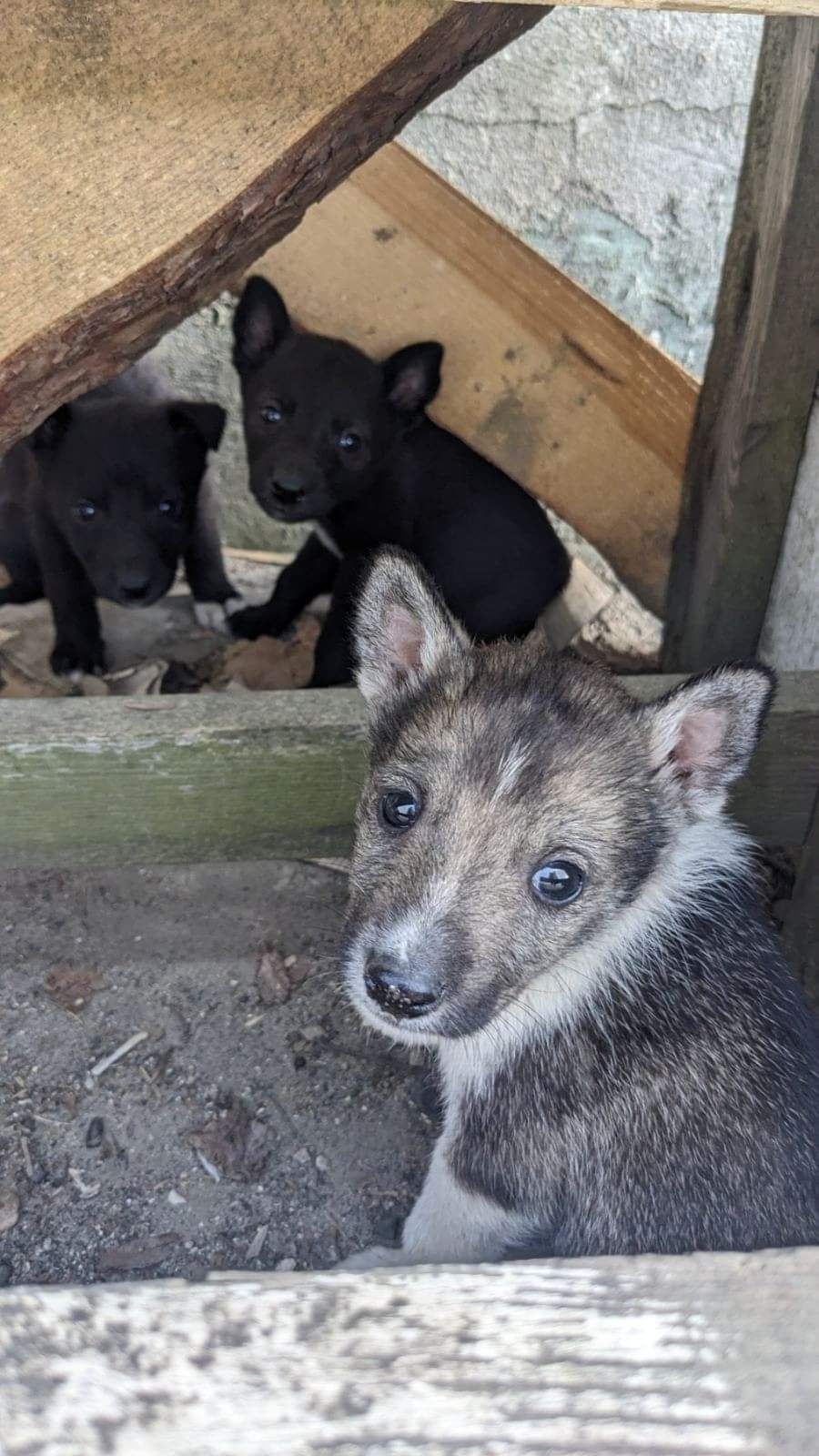 Собачки в добрі руки