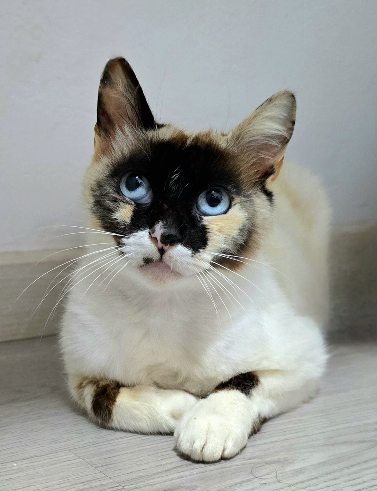Gatinha de rua jovem para adoção. Salve esta vida.