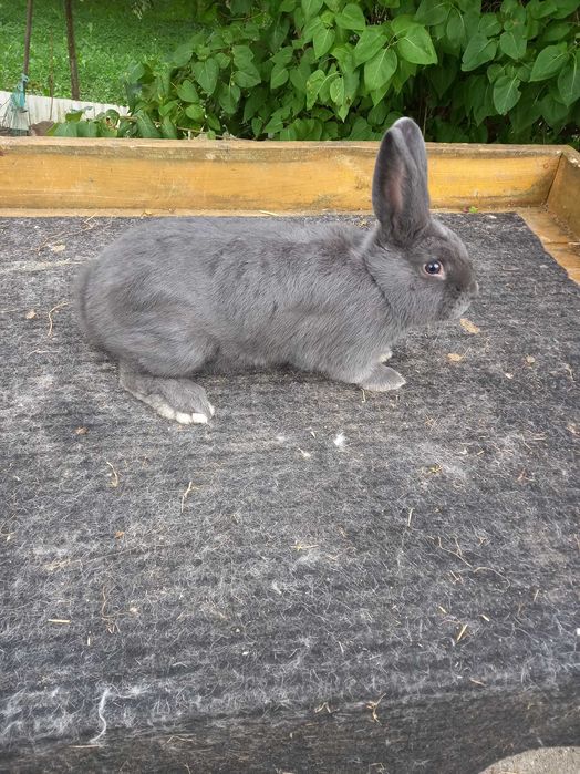 Wiedeński niebieski