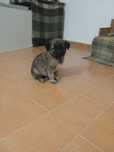 Cachorrinho Serra da Estrela