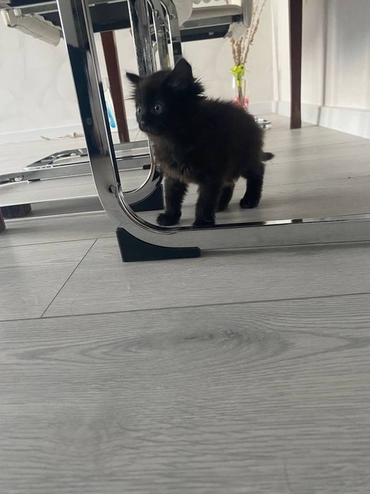 Віддам в добрі руки кошеня