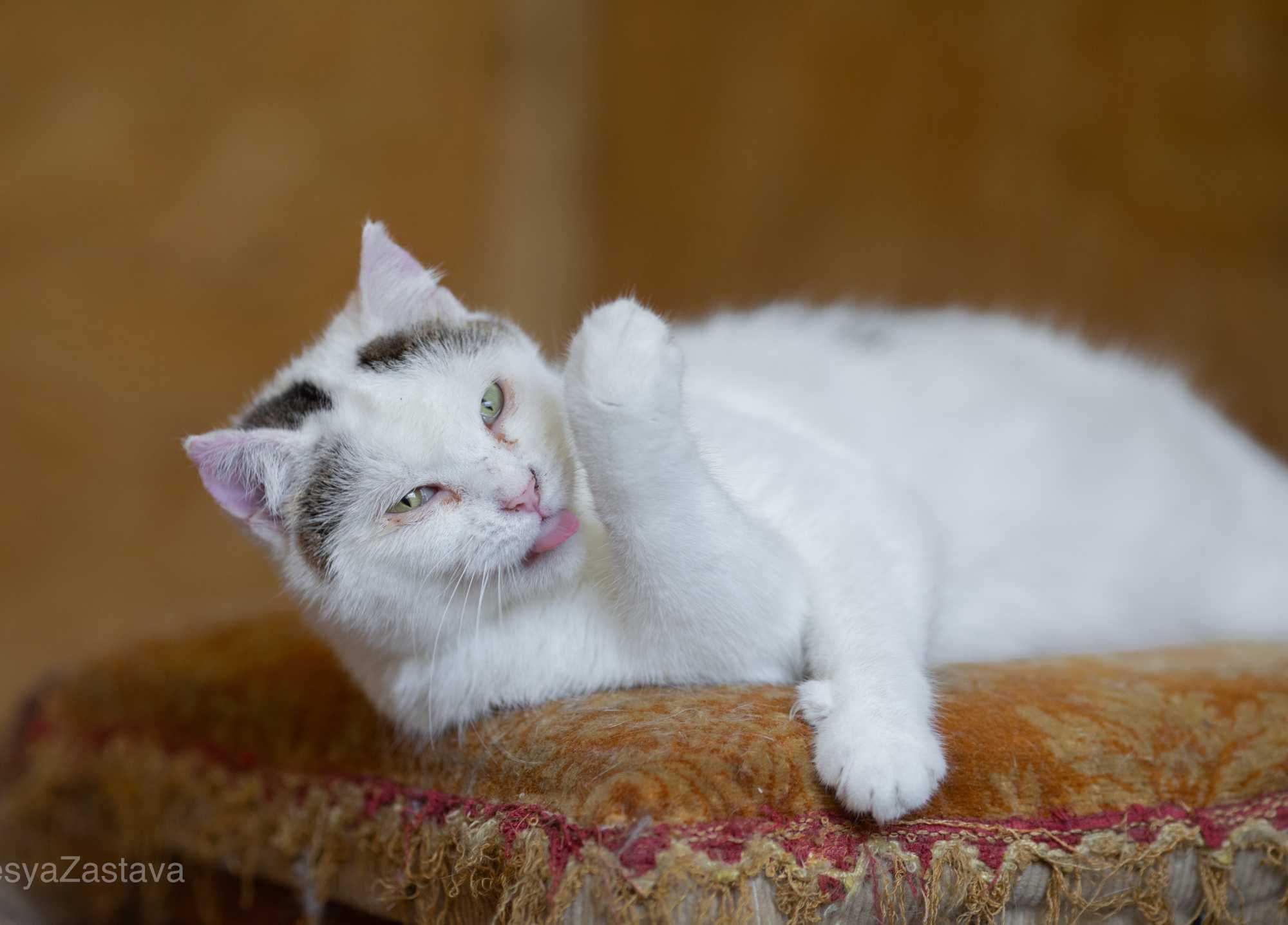 Кошечка Циля, спокойная ласковая кошка 1 год, белая красотка киса