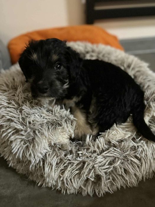 Szczeniak do adopcji!