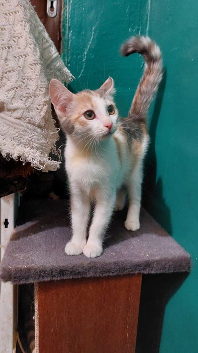 Кошенята в добрі руки