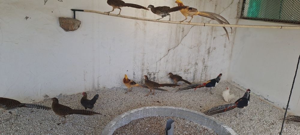 Várias raças de faisões