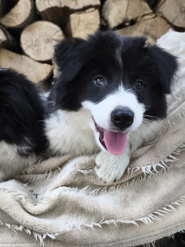 Border collie samiec