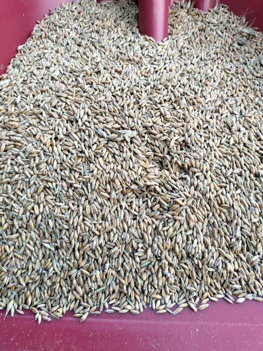 Pszenżyto ozime sprzedam