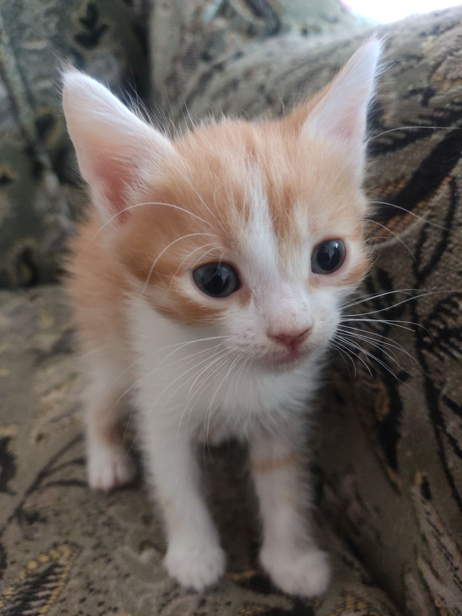 Кошенята 1.5 місяця