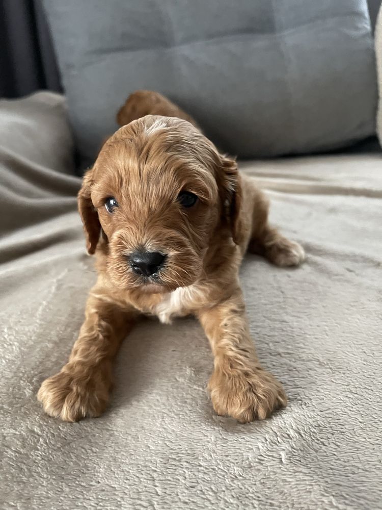 Cavapoo Samiec F1 badania