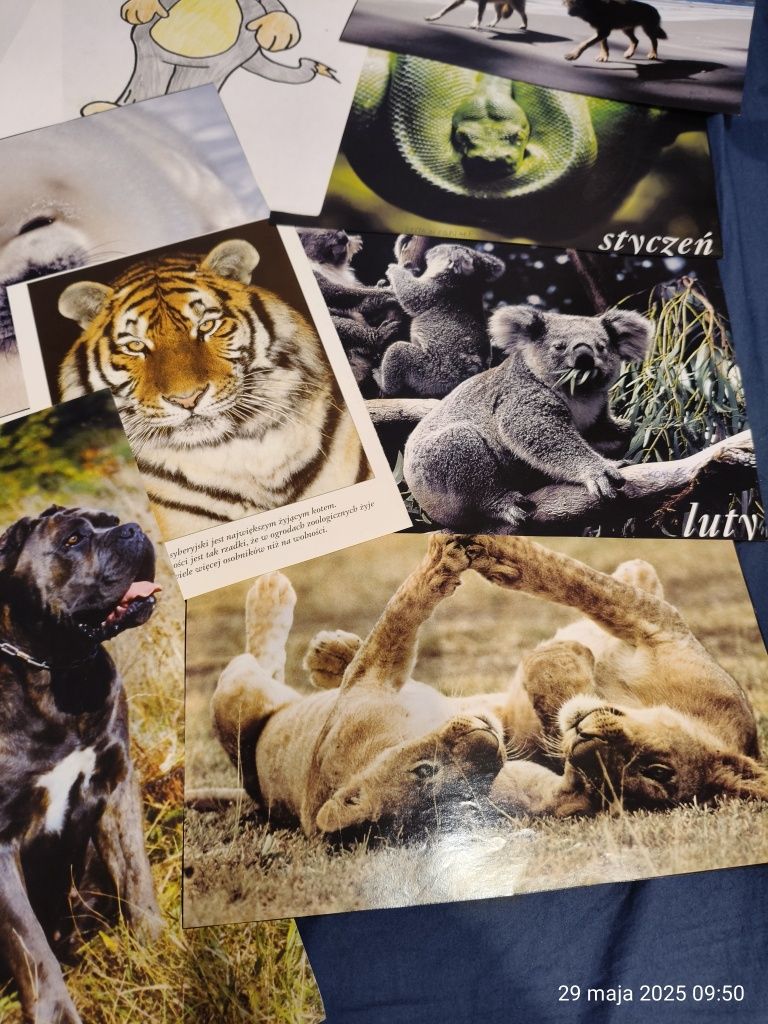 Karty obrazkowe flashcards zwierzęta Animals SP English kolekcja zesta