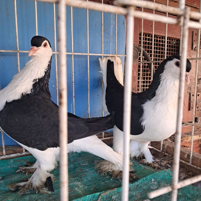 Lahor lahore golebie ozdobne