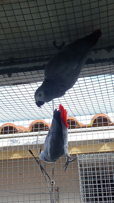 Casal de cinzentos 2022