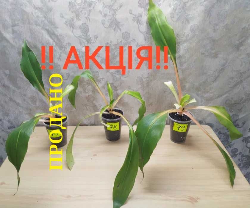 Хлорофитум Оранж/Chlorophytum amaniense