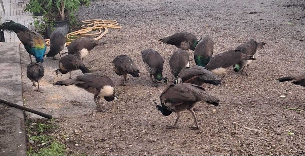 Pavoes de 2025 {40€}