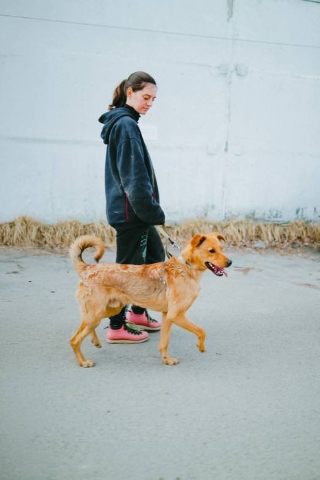 Пропав пес! Шукаємо! Втік під час обстрілів!