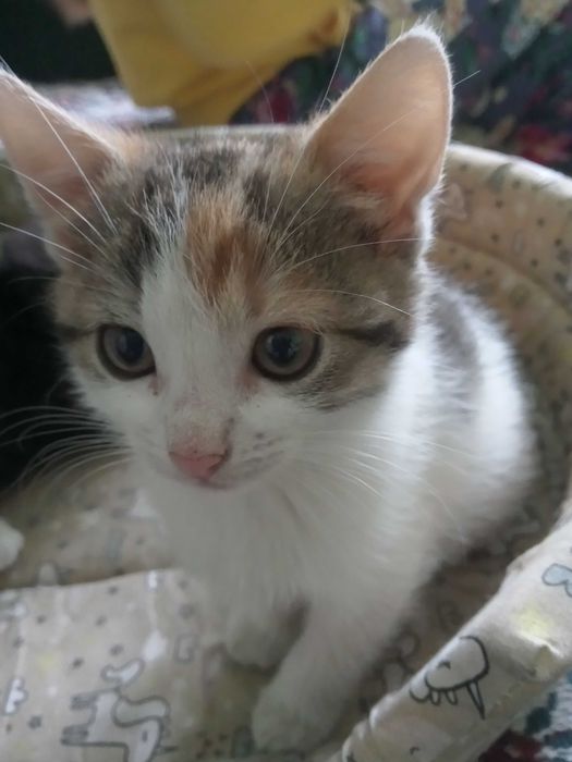 Oddam kotkę w dobre ręce