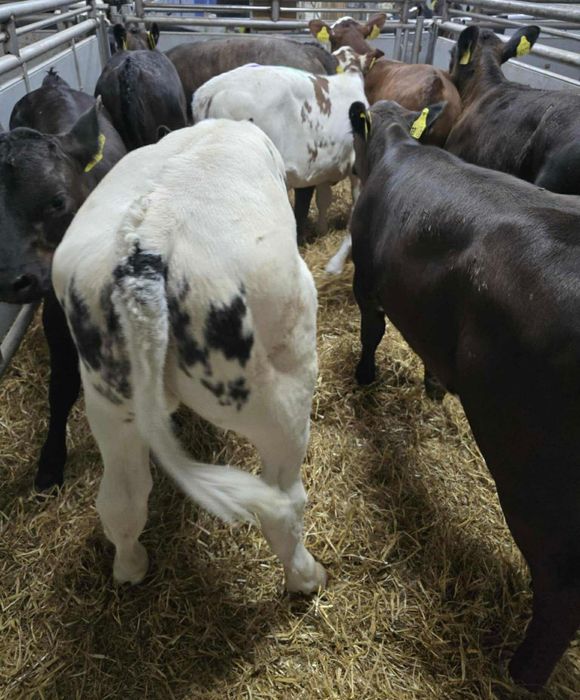 Sprzedam 12 jałówek samodzielnych dostawa cała Polska