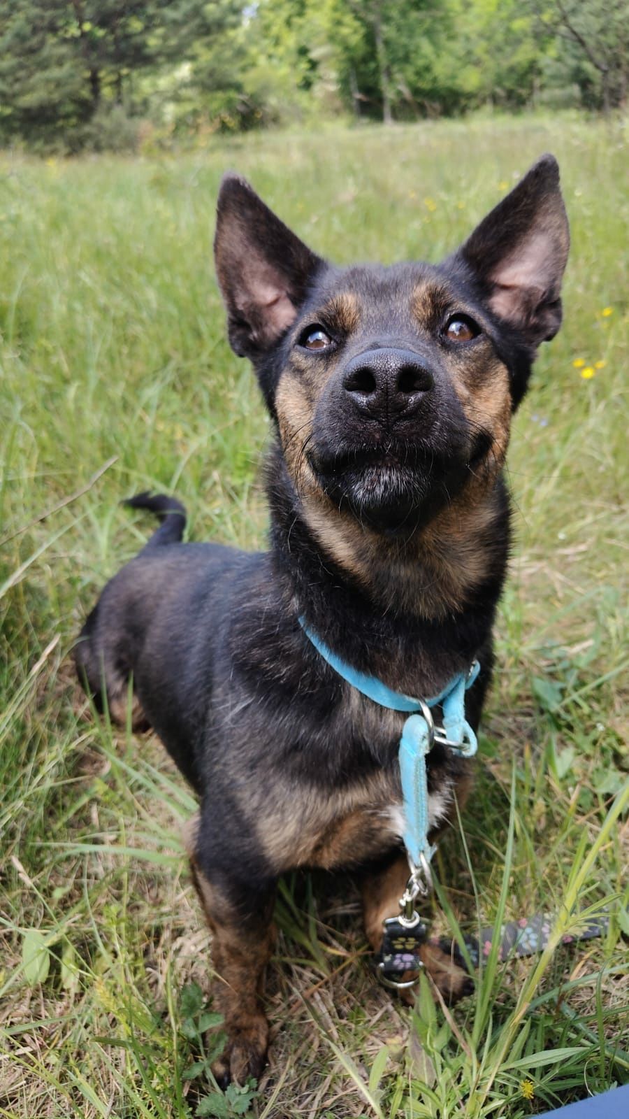 Śliczny mały piesek Jędruś do adopcji ze schroniska.