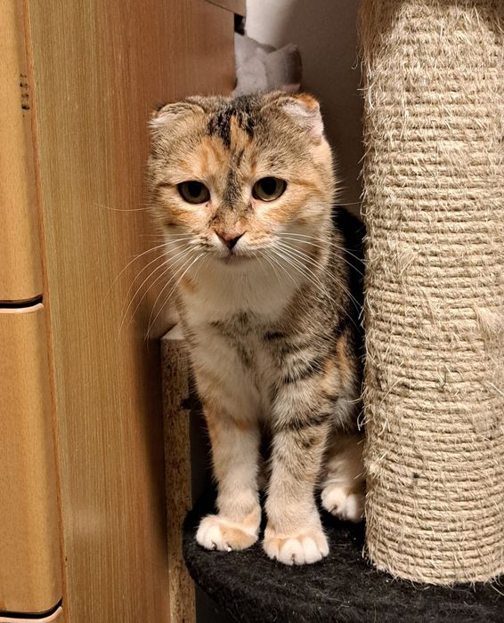 Sofi czeka na swój ciepły domek