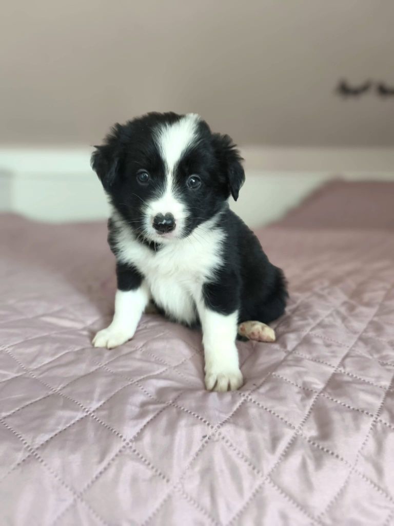 Piękna suczka rasy border collie
