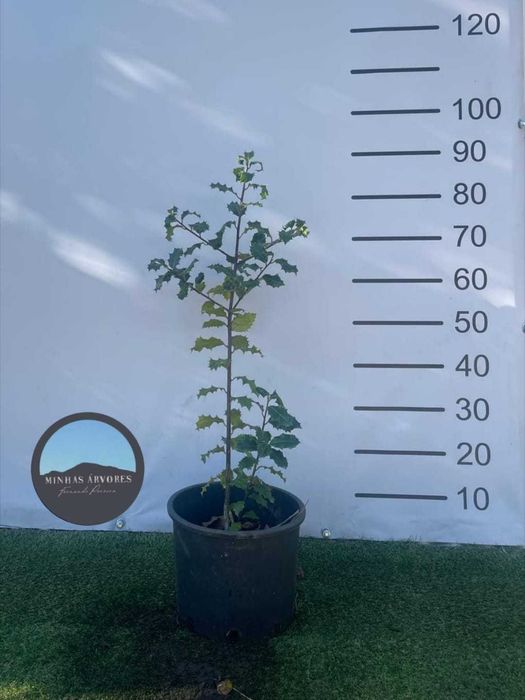 Ilex aquifolium 80/100cm