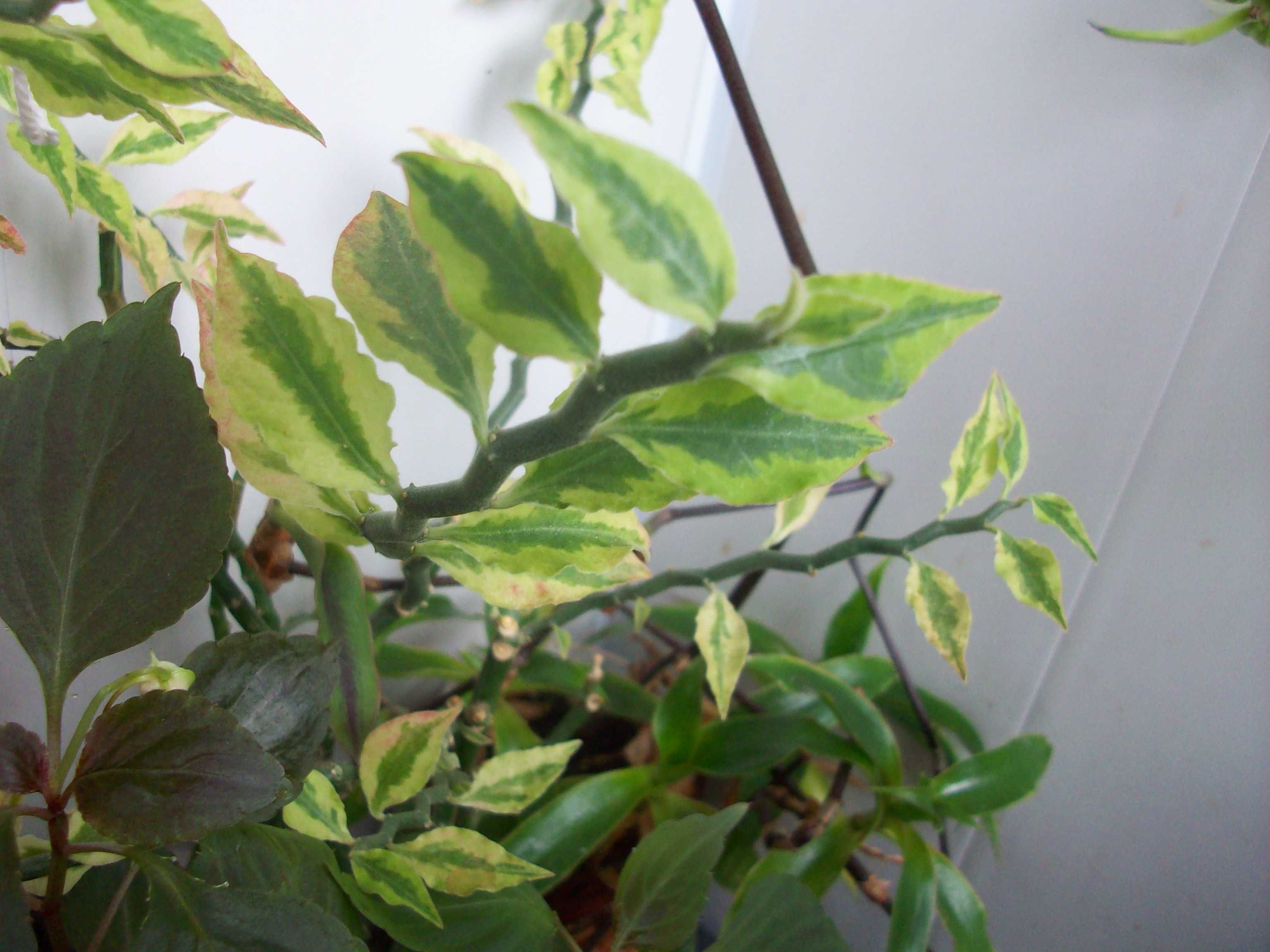 ЛЕДЕБУРИЯ  Педилантус Цветущие вариегатные суккуленты Красивые листья