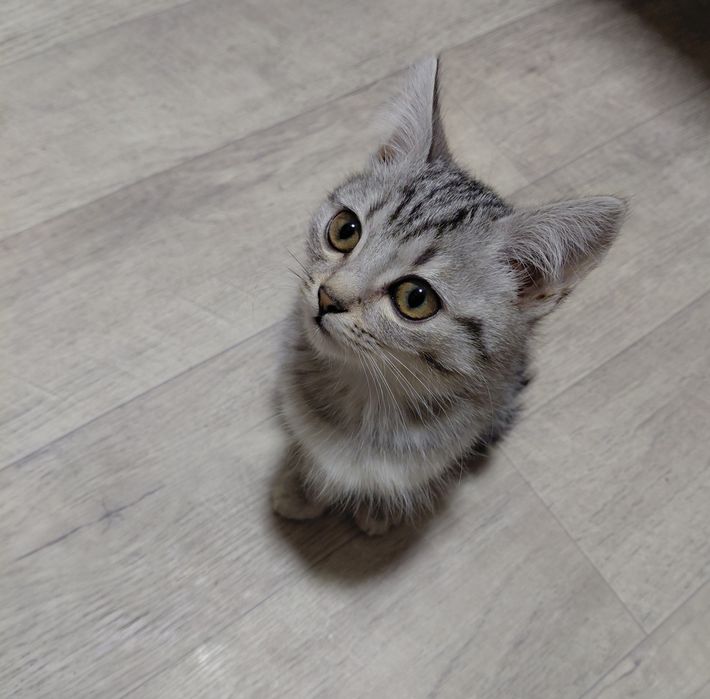 Віддаю кошеня в хороші руки.