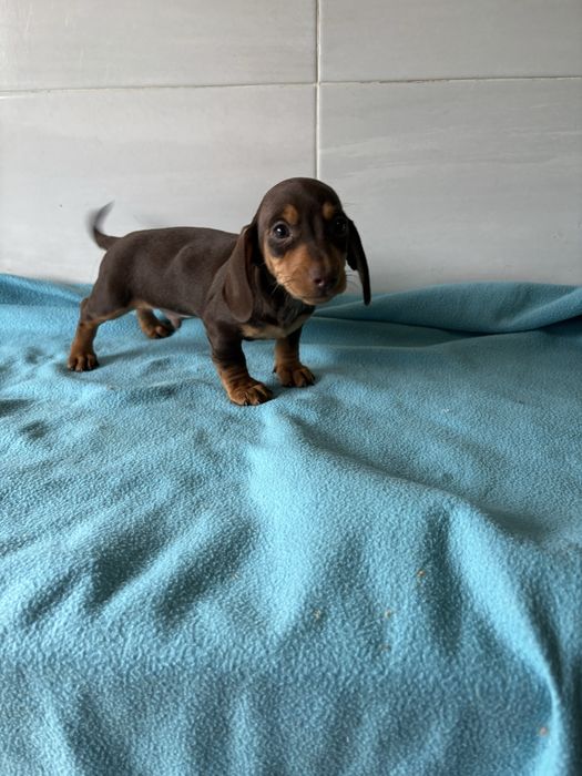 Teckel miniatura macho