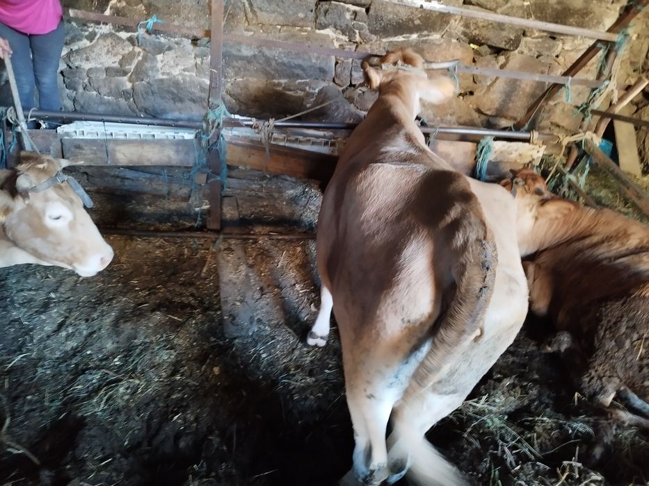 Vaca raça minhota pura