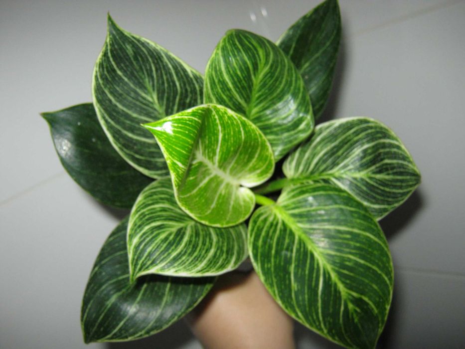 Филодендрон биркин яркая генетика кустики с отличными корнями от 50грн