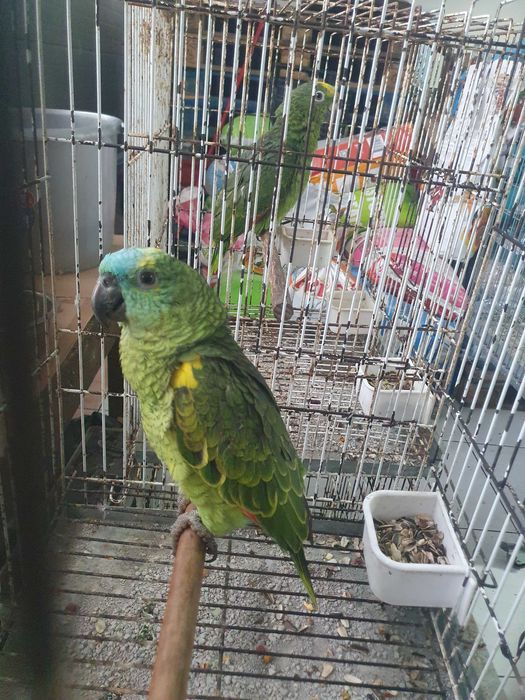 Papagaio amazonas chantoperix femia 2025