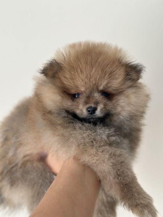 Szpic miniaturowy pomeranian cudna dziewczynka