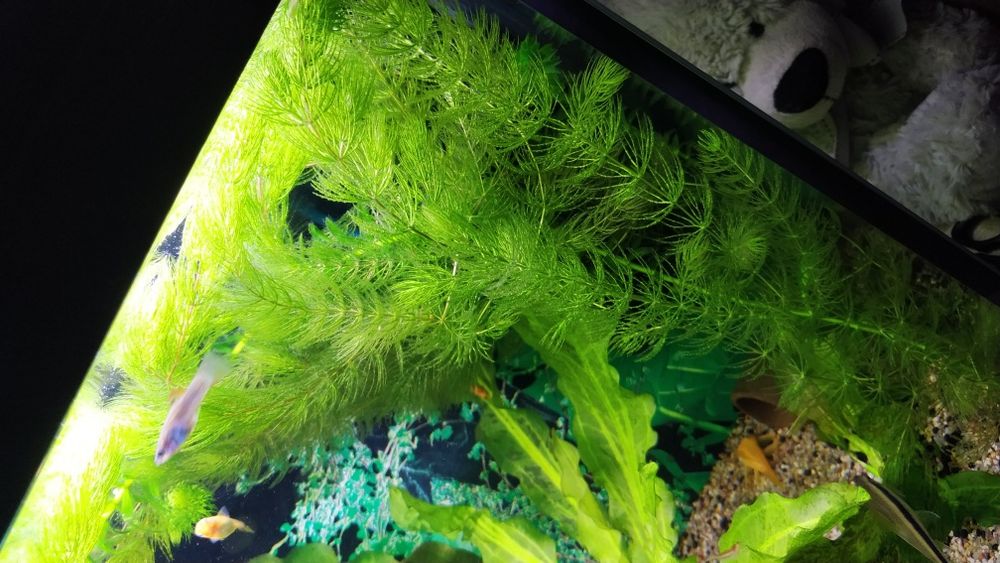 Rogatek roślina akwariowa