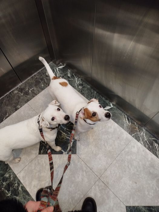 Кінолог Дресерування Київ та область