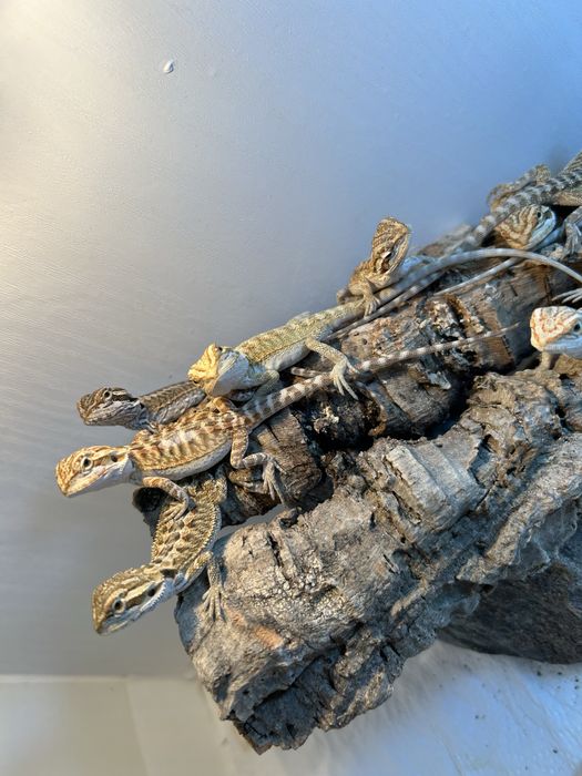 Agama brodata . Młode