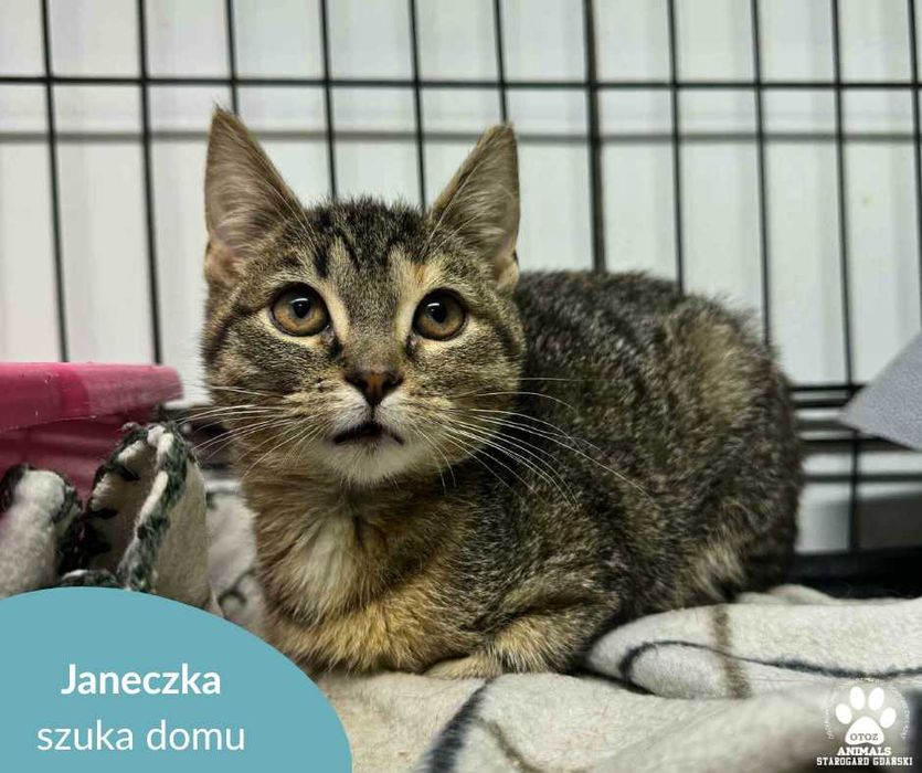 Mała kotka Janeczka czeka na dom!