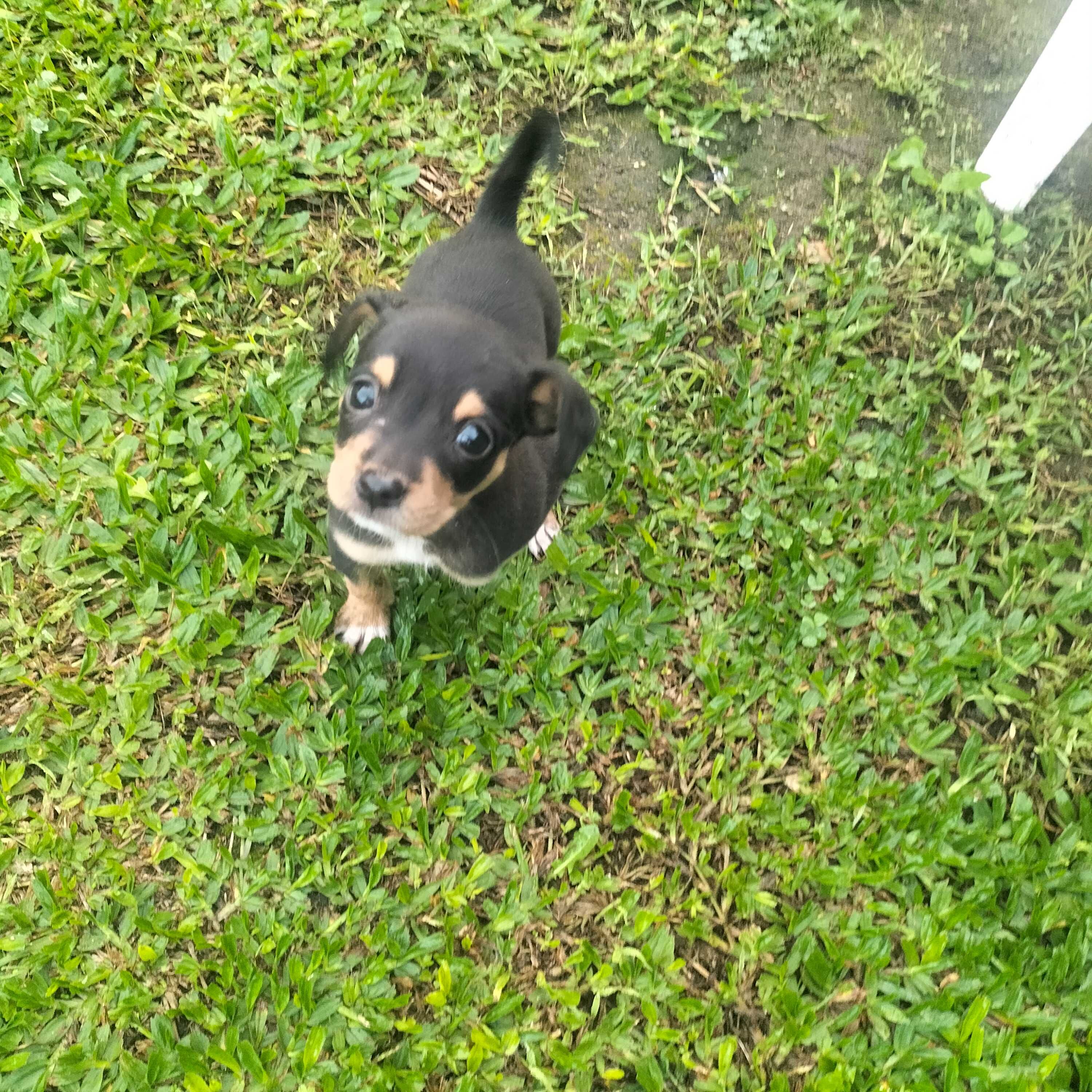 Pinscher fêmea afogueada