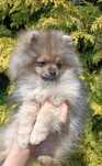 Szpic miniaturowy pomeranian dziewczynka FCI
