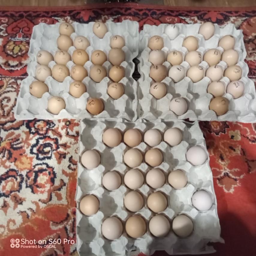 Яйце інкубаційне Фоксі Чік